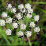 Každý má svoje muchy...