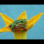 Žabka, žabička...