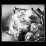 <b>..:: Netřesk ::..</b>