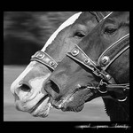 Speed ... power ... beauty