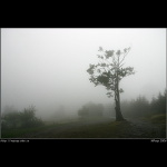 - ALONE -