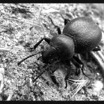 Velký malý blouk :-)