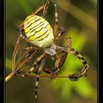 křižák pruhovaný - samička