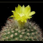 Parodia Setifera