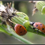 Berušky sedmitečky