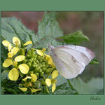 Pokus o zviditelnění běláska