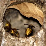 Sršáni - lehce rozostřeno