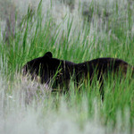 ++ The Bear ++