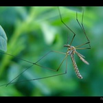 tiplice dle poučení :)