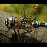 Aeshna mixta (šídlo pestré)