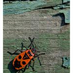 barva odchází, ploštice přichází :)