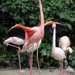 Jsem nejhezčí, největší a nejlepší