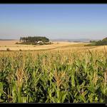 ... dozrávající popcorn ...