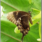 Lehký jako vánek...