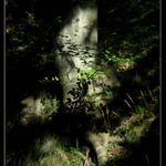 <B>Maličká větvička</B>