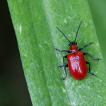 Chřestovníček cibulový