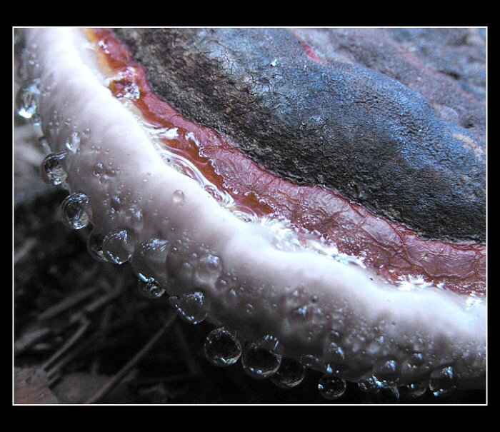 ... když houby pláčou ...