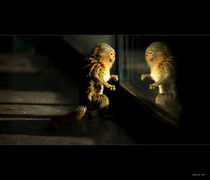 .. a je to venku - vyvinuly jsme se z krysy! ..