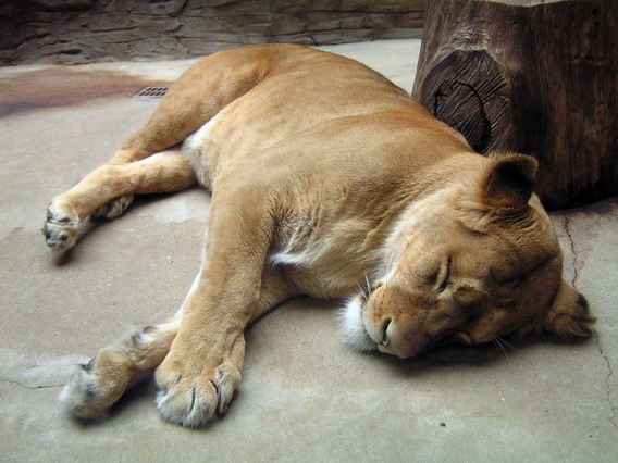 Polední siesta