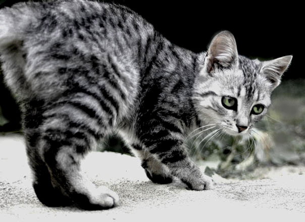 cat walk