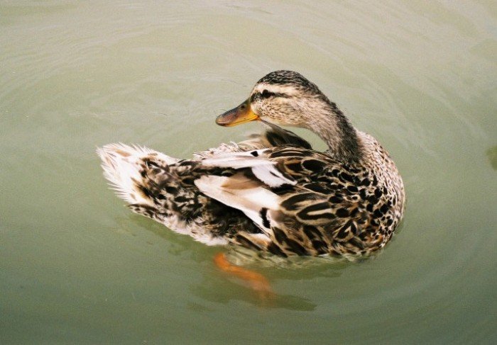 Kačica