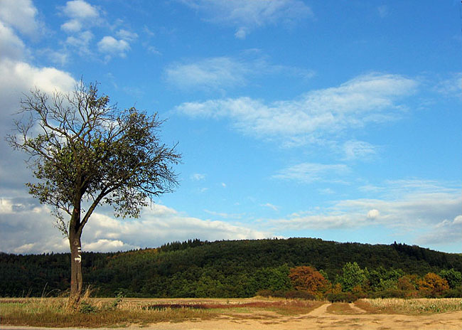 Kam strom ukáže... II.