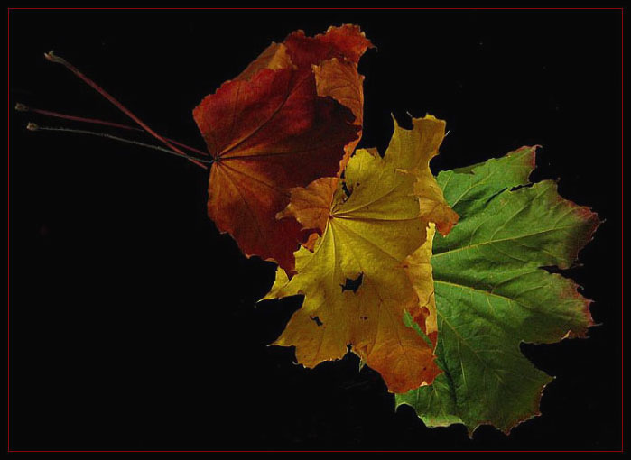 <b>Podzimní posloupnost III.</b>