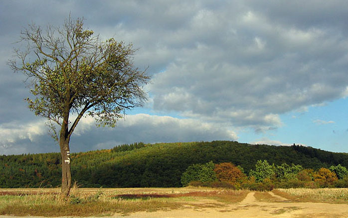 <b>Kam strom ukáže...III.</b>