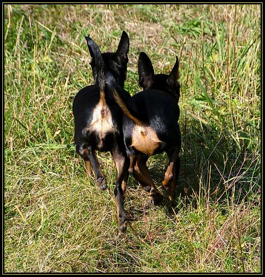 Dvě prdelky aneb jak je vídá majitel nejčastěji