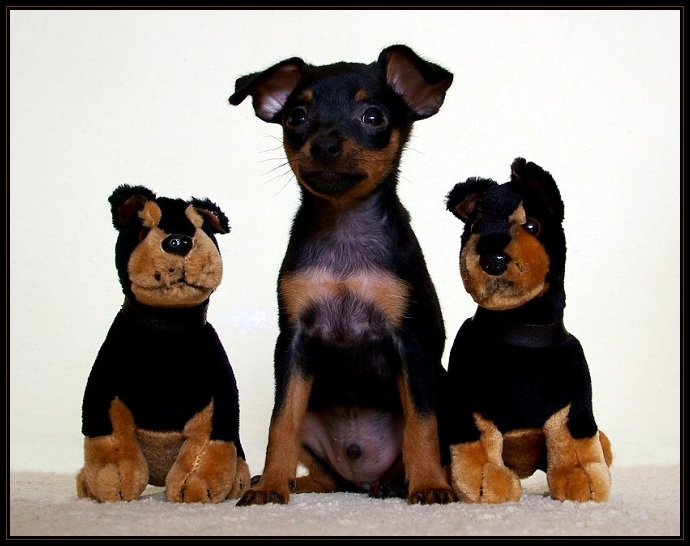 Tři mušketýři I.