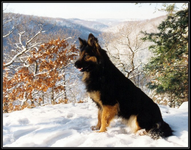 Pes z Chodska v Krušných horách