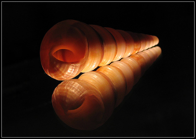 Mušle