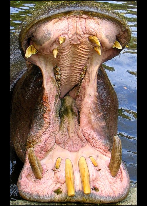 Do Re Mi Faaaaaaaaaaaa ...