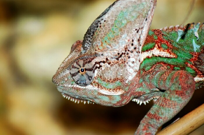 Chameleon