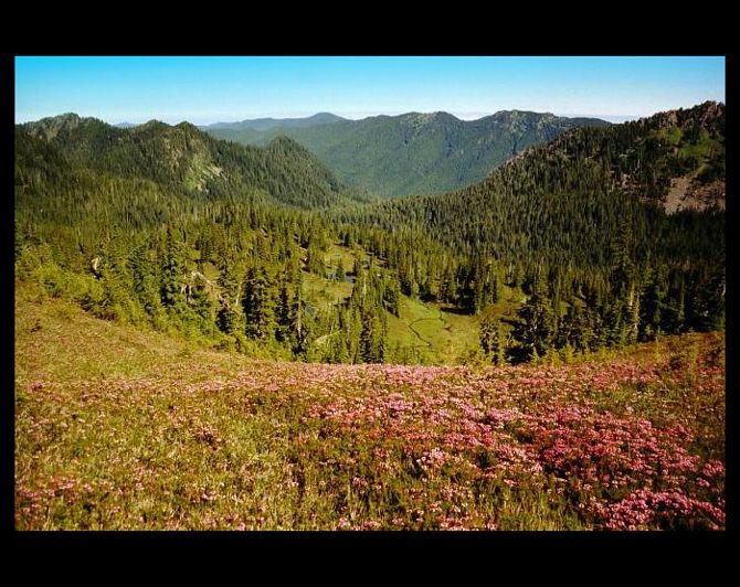 Olympic np
