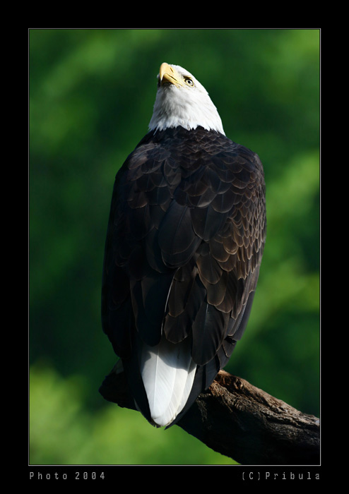 ***EAGLE***