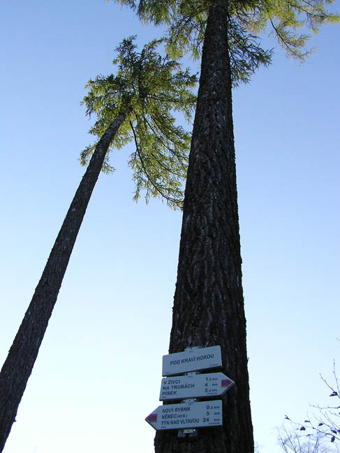 cestou modřínů...