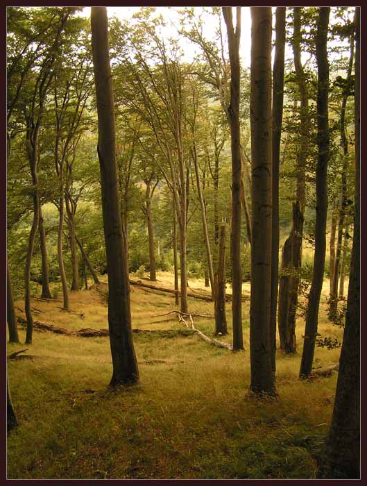 Holý Kopec