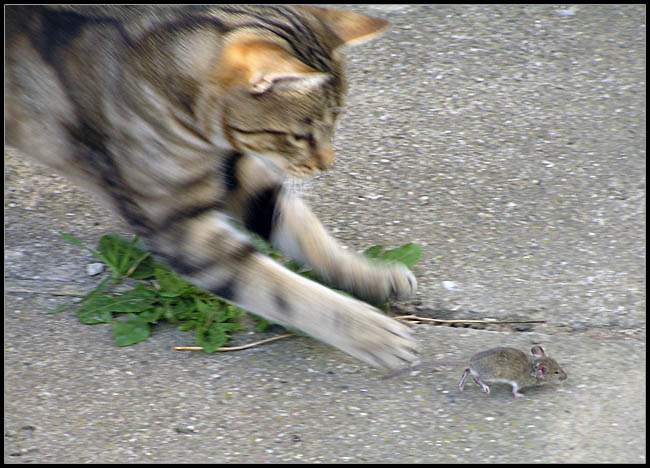 Tom a Jerry