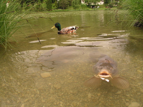 Kapřík