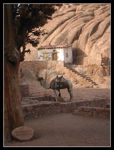 Camel