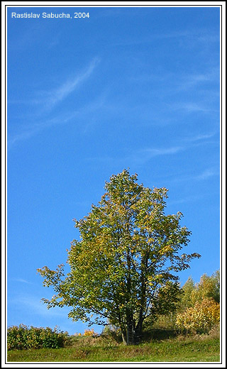 Jeseň