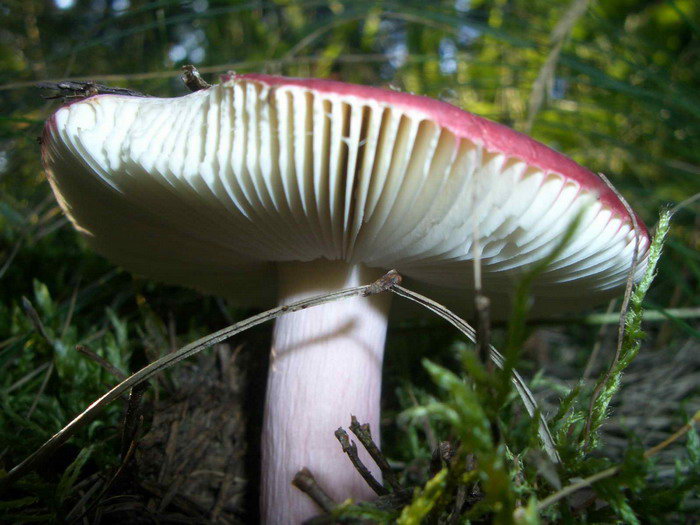 Holubinka v mechu a kapradí