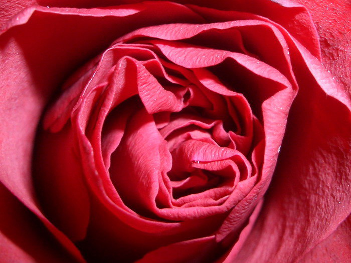 Nějaká květinka :-)))