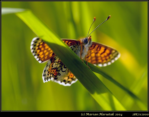 Melitaea cinxia