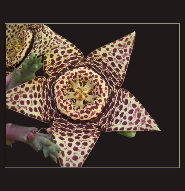 <b> .. staPELIA VARIEgata .. </b>