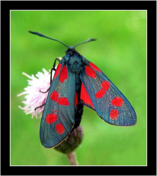 motyl