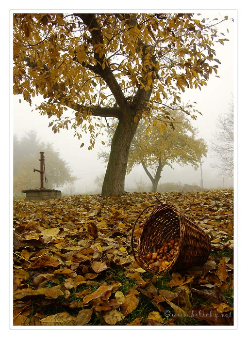 Dnes ráno pod ořechem