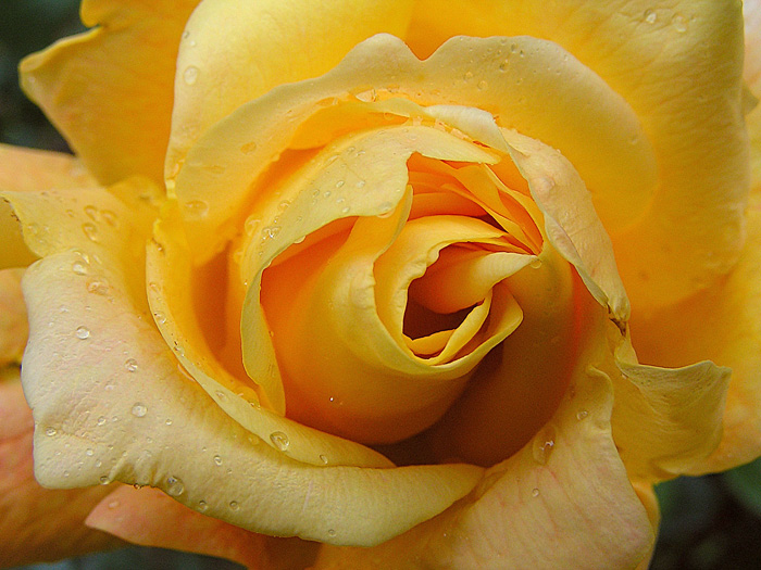 Růže k narozeninám