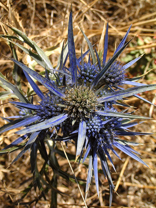 Chorvatská květena